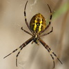 Паук Аргиопа Брюнниха - Аргиопа Брюнниха, или паук-оса (лат. Argiope bruennichi) — вид аранеоморфных пауков из семейства Araneidae.